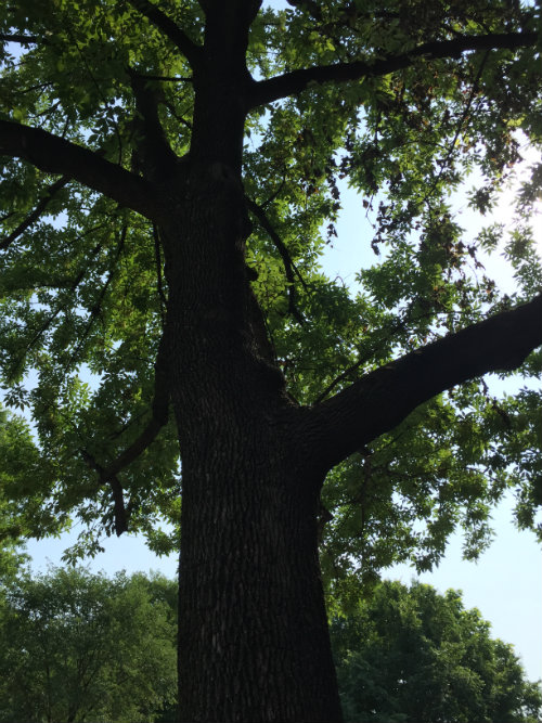 Ash Tree